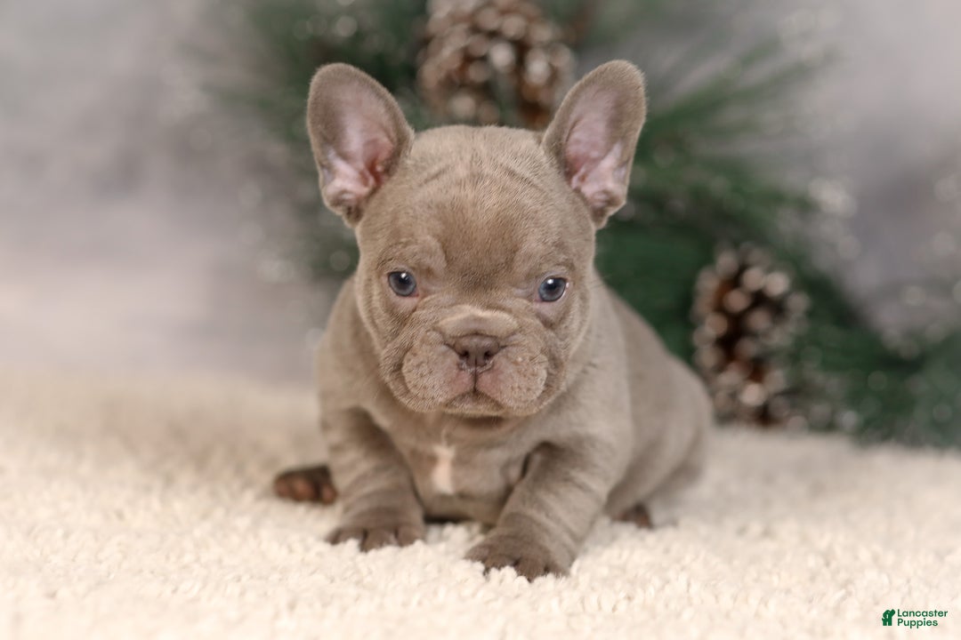 French Bulldog dogs for sale: Brent - Ad 2