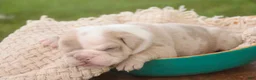 English Bulldog dogs for sale: Ted English Bulldog  - Ad 5