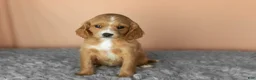 Mixed Breed dogs for sale: Baylor  - Ad 2