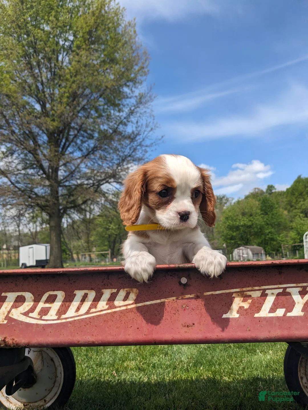 Cavalier King Charles Spaniel dogs for sale: Krissie - Ad 1