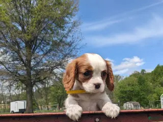 Cavalier King Charles Spaniel dogs for sale: Krissie - Ad 3