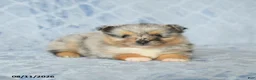 Pomeranian dogs for sale: Duncan - Ad 2