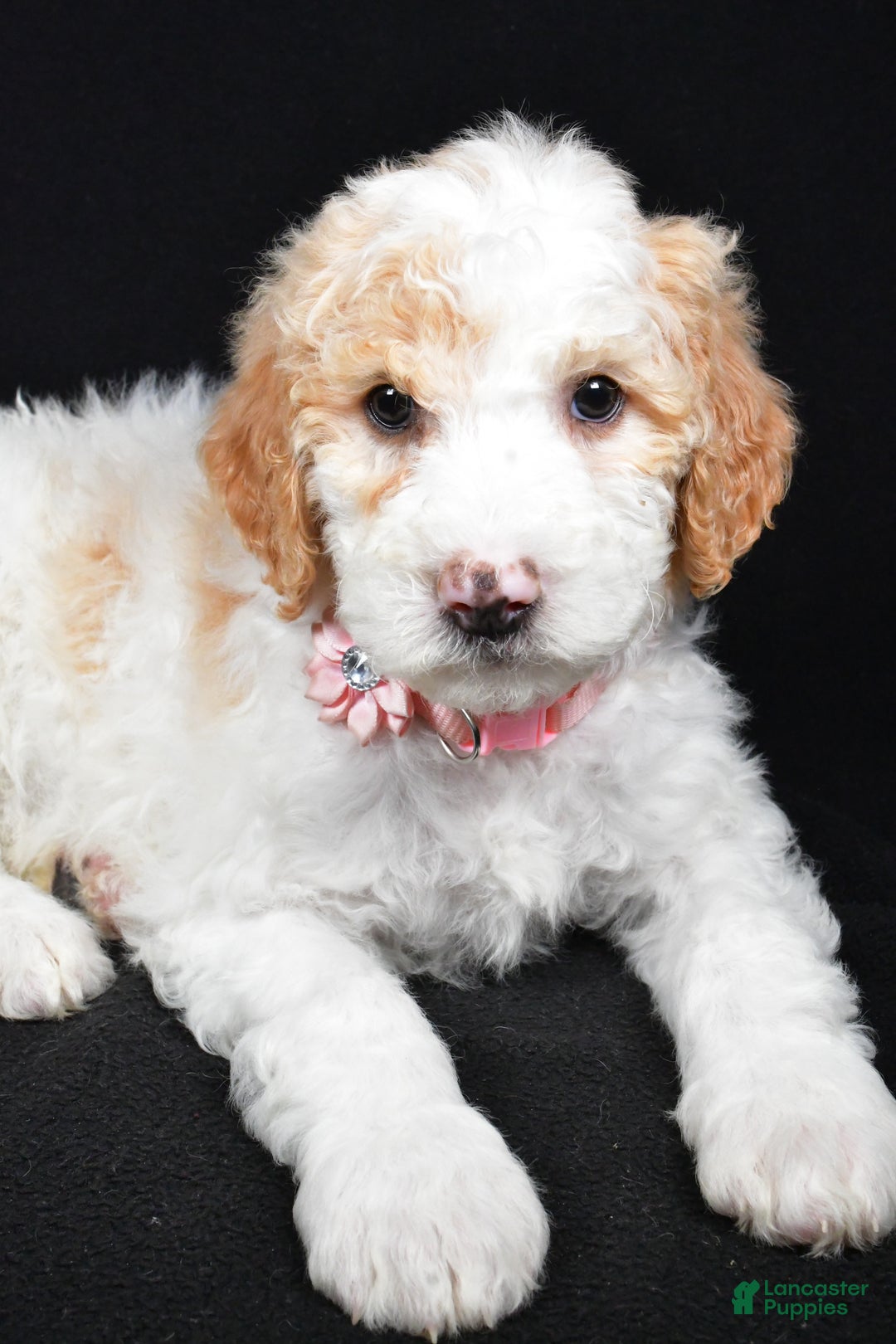Sheepadoodle dogs for sale: Maddie - Ad 3