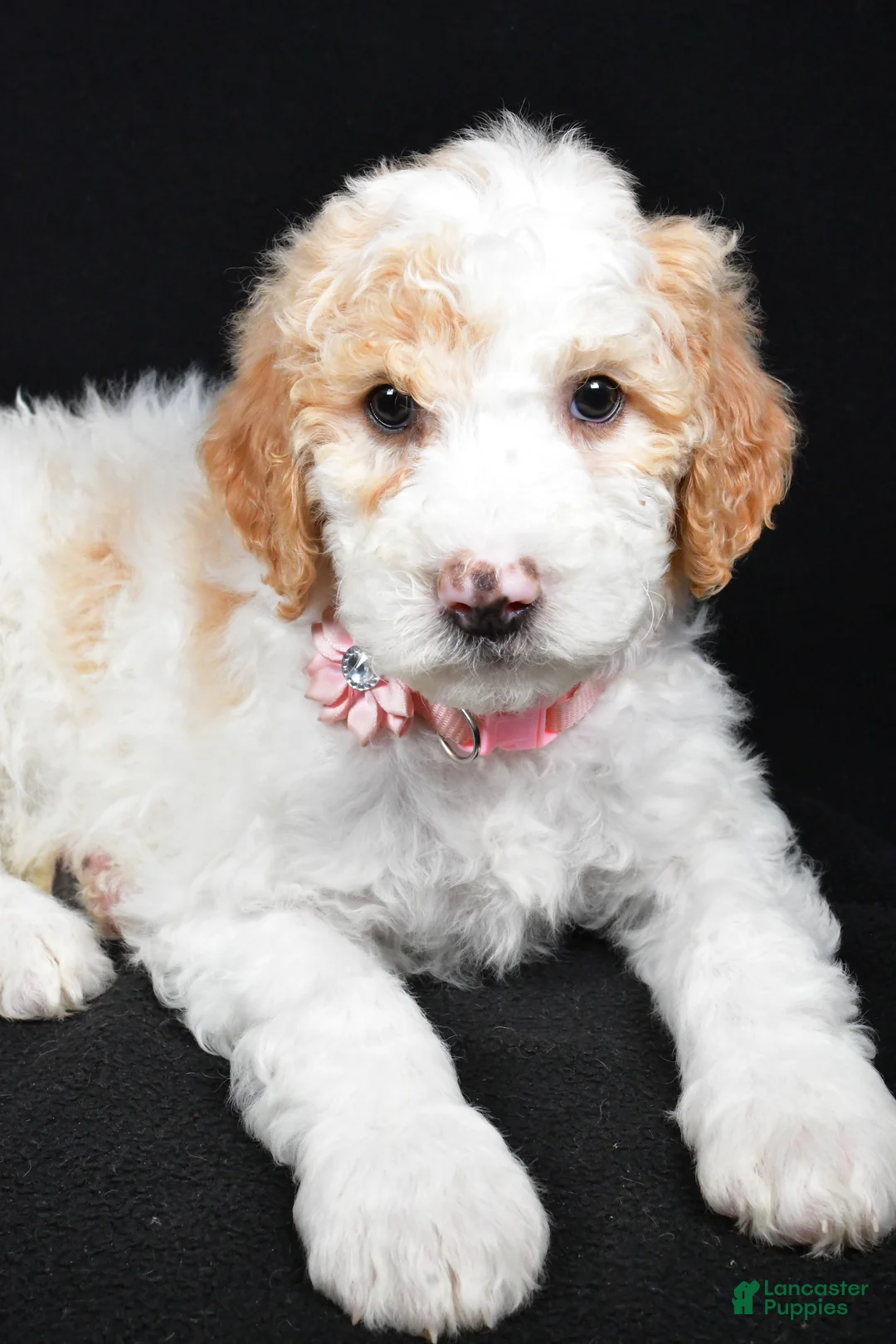 Sheepadoodle dogs for sale: Maddie - Ad 3