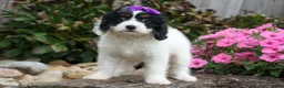 Cavapoo dogs for sale: Priscilla🌸 - Ad 13