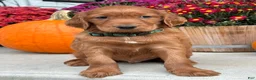 Irish Setter dogs for sale: Garrett - Ad 6
