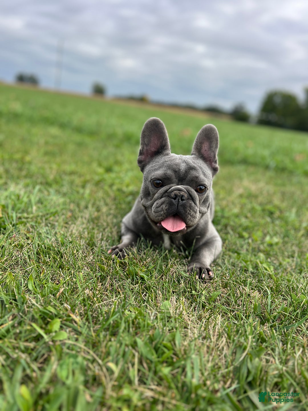 French Bulldog dogs for sale: Louie - Ad 4