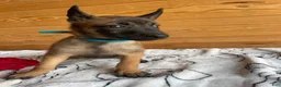 Belgian Malinois dogs for sale: Athena - Ad 3