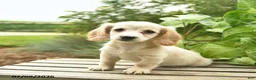 Miniature Dachshund dogs for sale: Mocha  - Ad 1