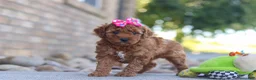 Mini Goldendoodle dogs for sale: Eve - Ad 6