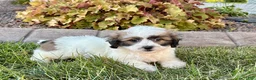 Mixed Breed dogs for sale: Lhasa/Coton male 4 - Ad 10