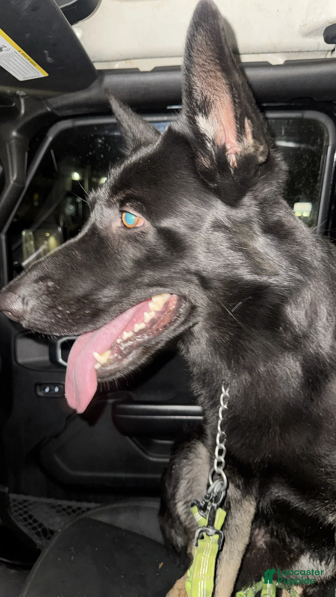 German Shepherd dogs for sale: German Shepherd Puppy 2 - Ad 7