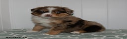 Australian Shepherd dogs for sale: Miles - Ad 1
