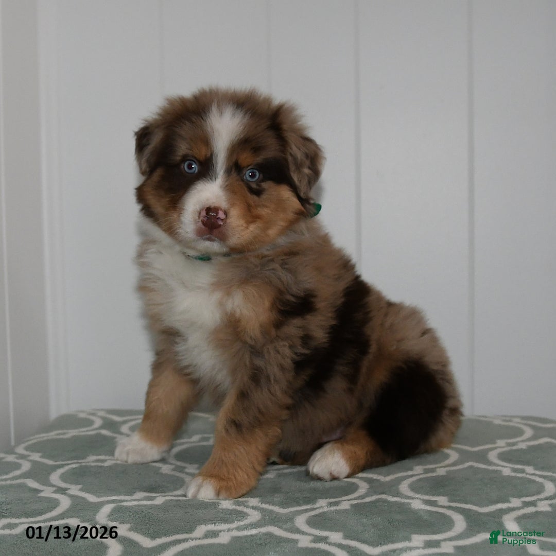 Australian Shepherd dogs for sale: Miles - Ad 1