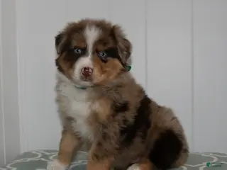 Australian Shepherd dogs Miles - Ad 33