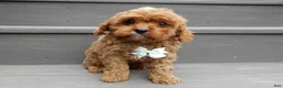 Cavapoo dogs for sale: Cooper - Ad 2