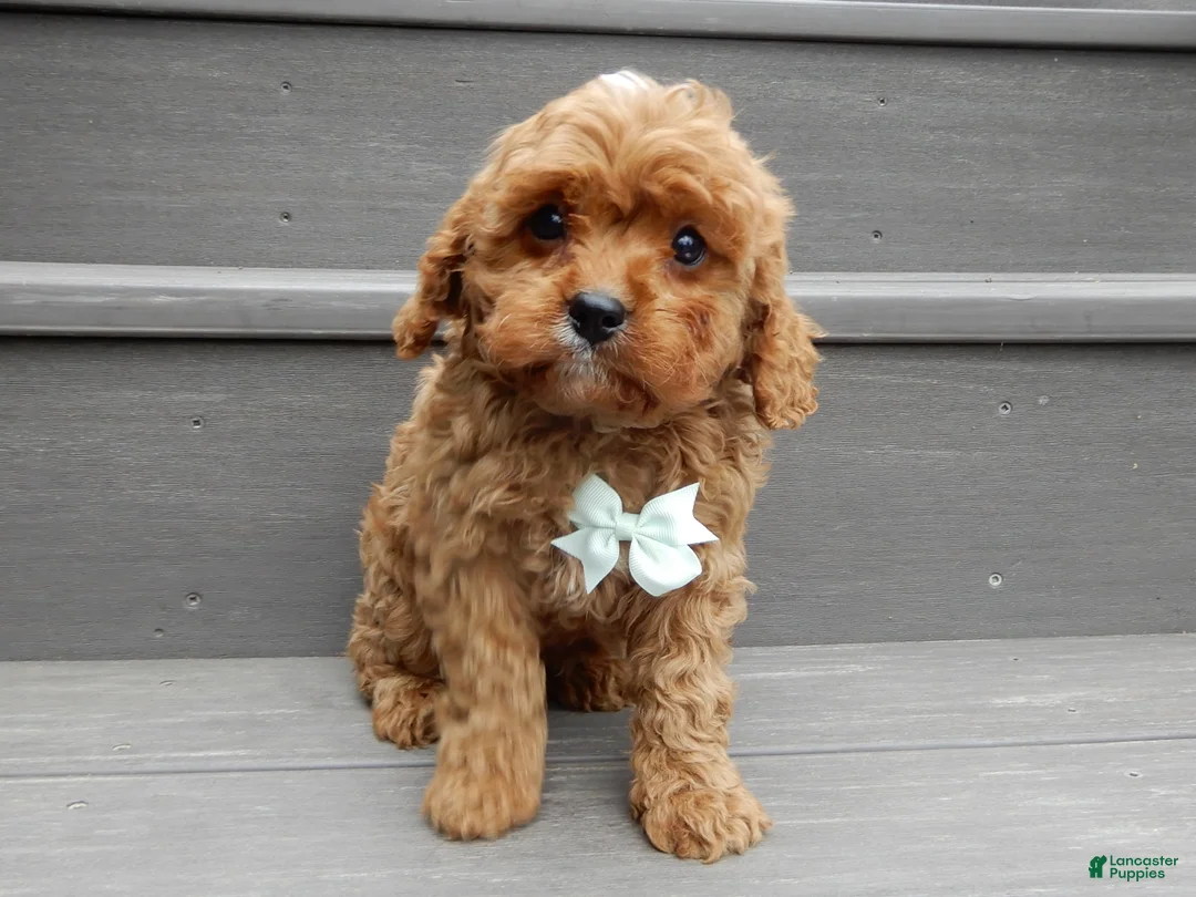 Cavapoo dogs for sale: Cooper - Ad 2