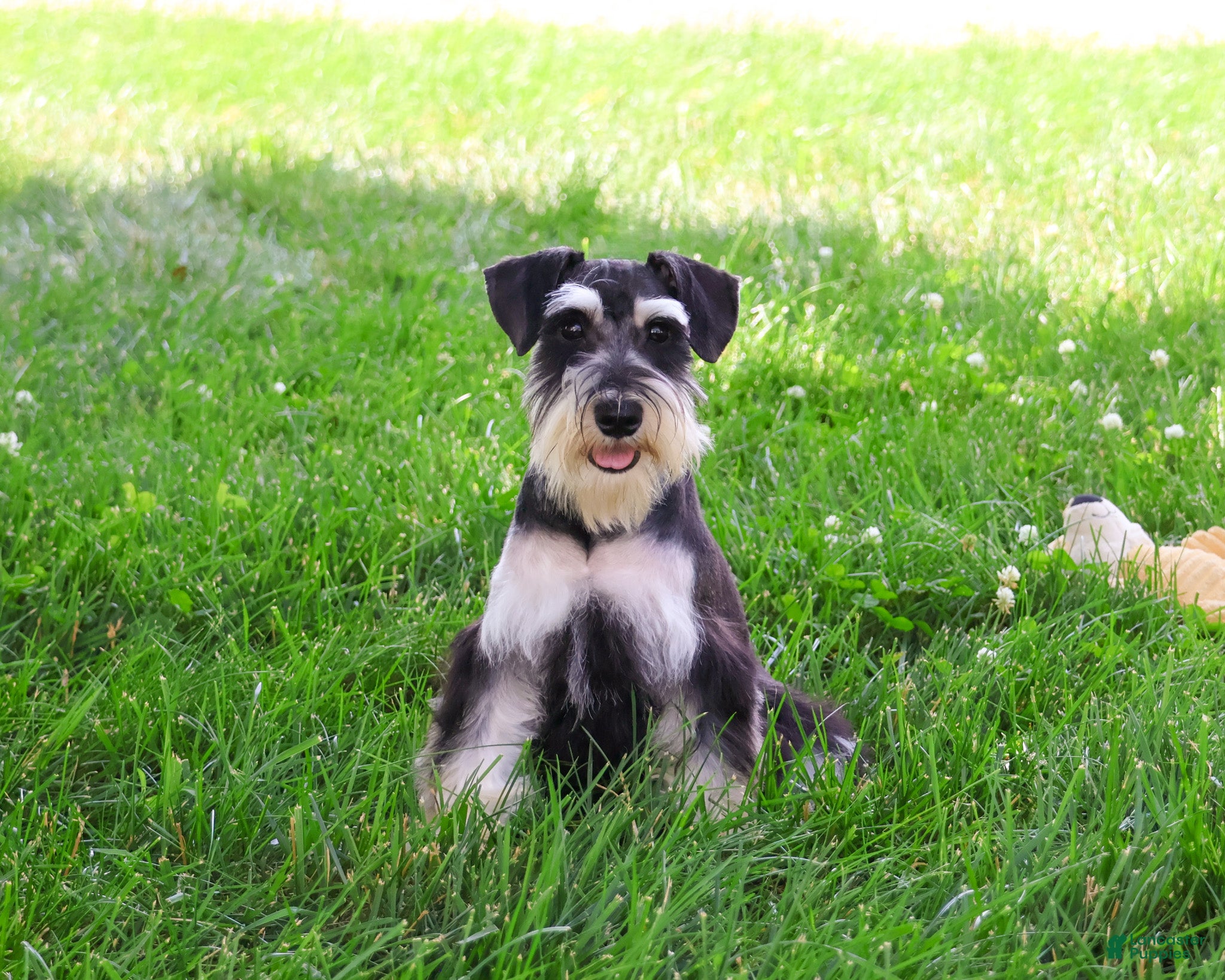 Miniature Schnauzer dogs Azriel  - Ad 2