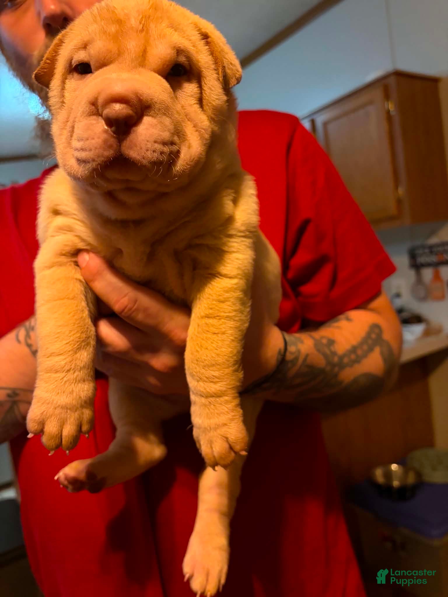 Shar Pei dogs Princess  - Ad 2