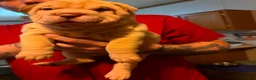 Shar Pei dogs for sale: Princess  - Ad 1