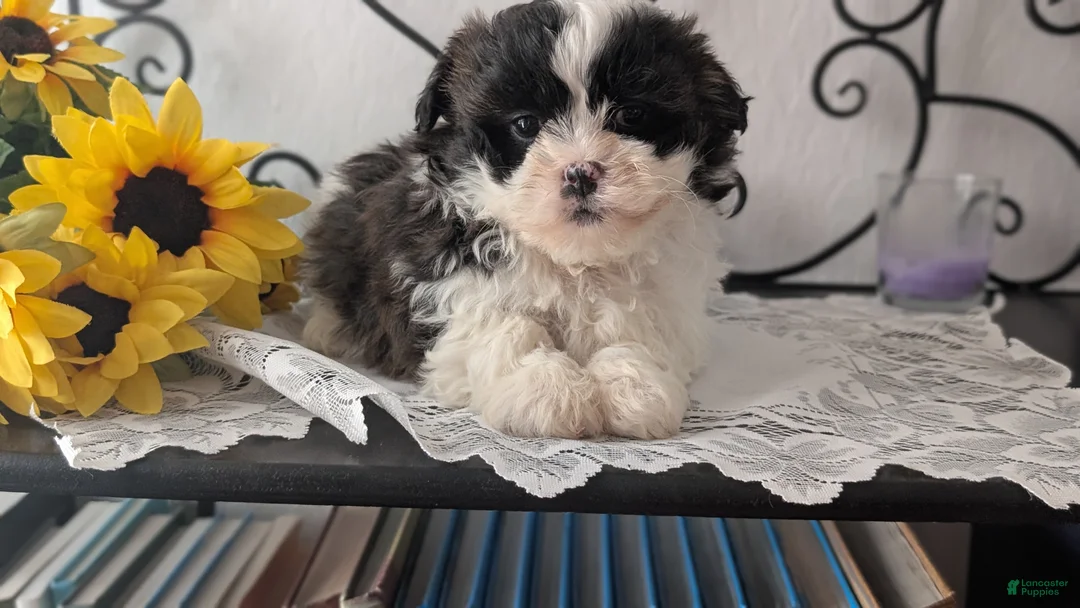 Teddy Bear dogs for sale: Ivy - Ad 8