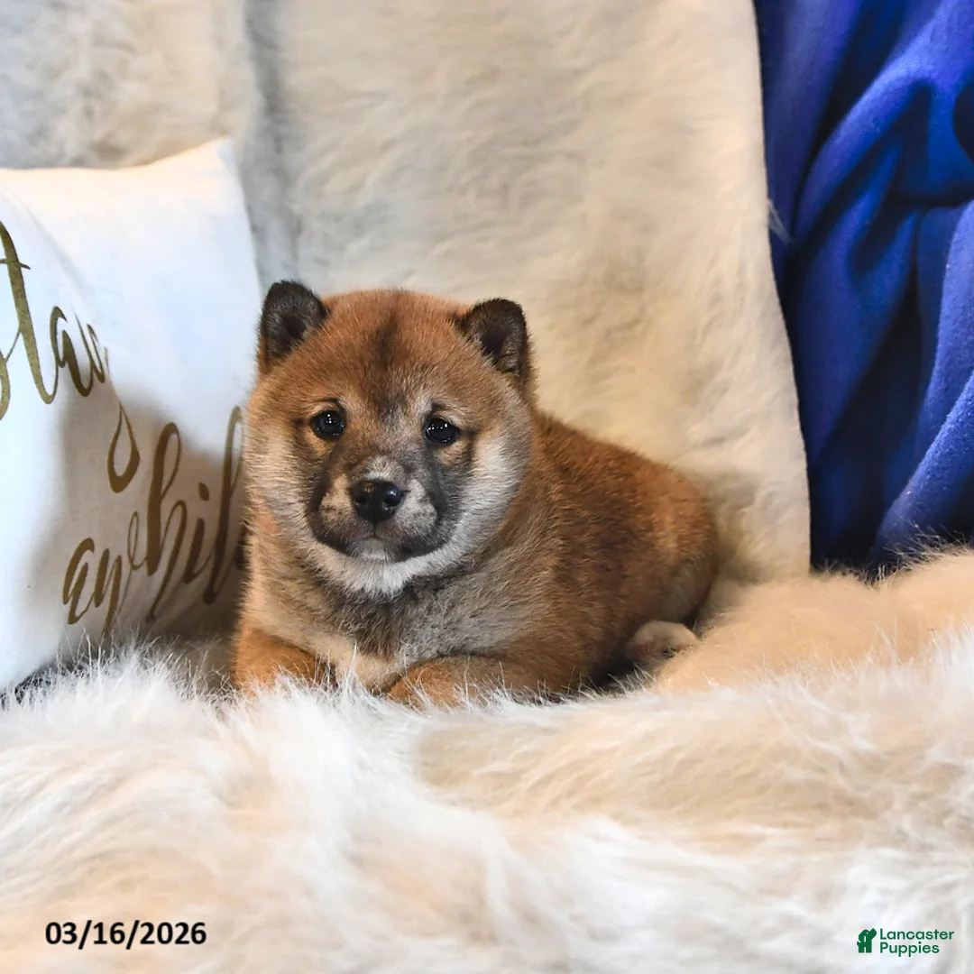Shiba Inu dogs for sale: Ruby Jean - Ad 1