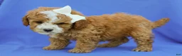 Cavapoo dogs for sale: Ira F1B Cavapoo Pup - Ad 4
