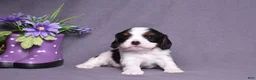 Cavalier King Charles Spaniel dogs for sale: Oreo - Ad 2