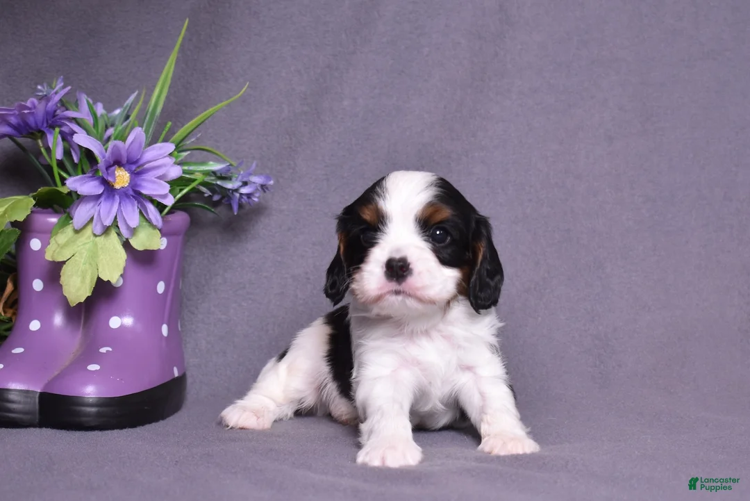 Cavalier King Charles Spaniel dogs for sale: Oreo - Ad 2