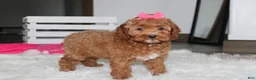 Cockapoo dogs for sale: Phoebe  - Ad 10