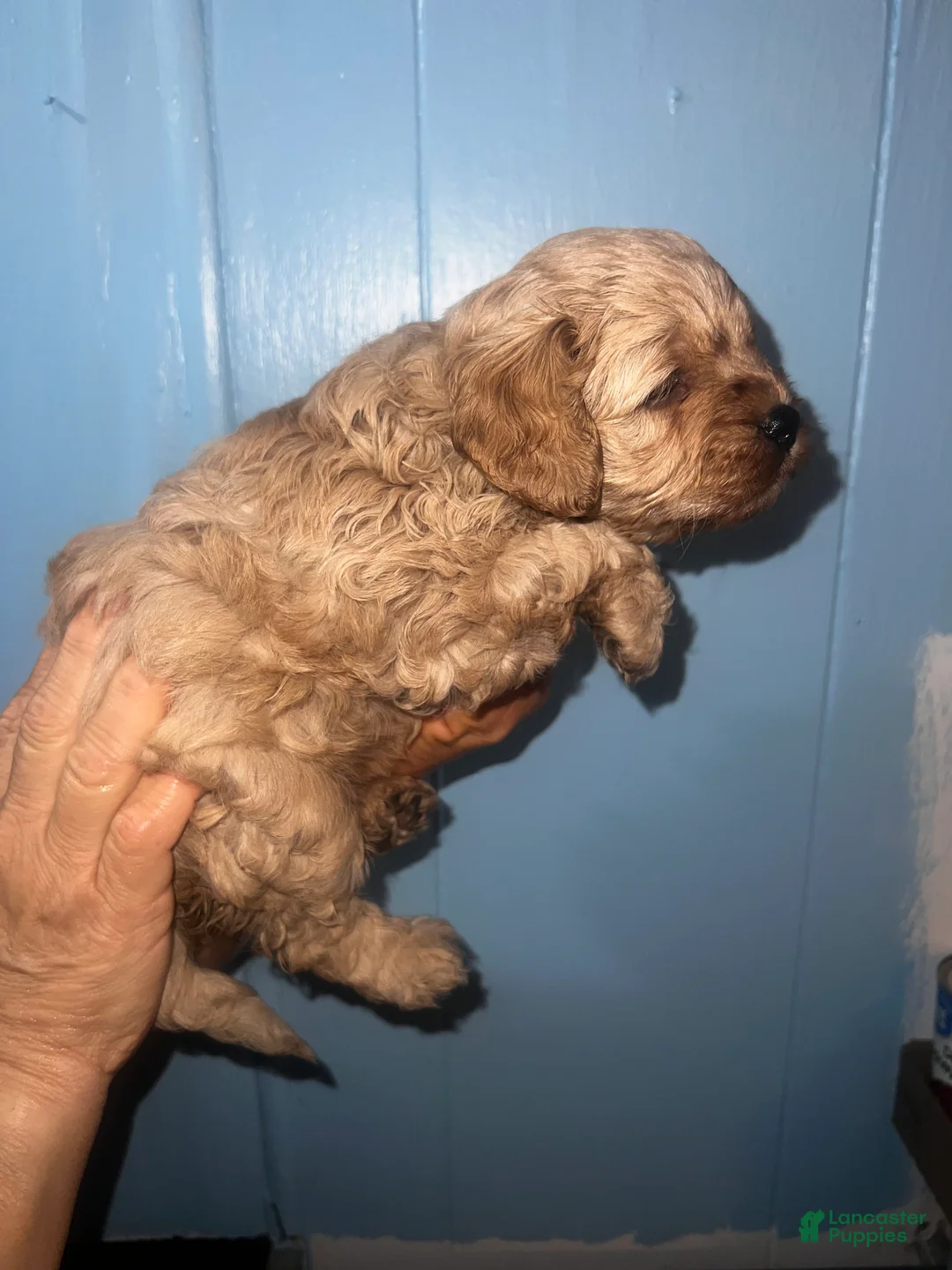Cavapoo dogs for sale: Luna - Ad 2