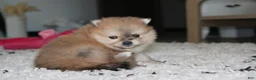 Pomeranian dogs for sale: Honey  - Ad 7