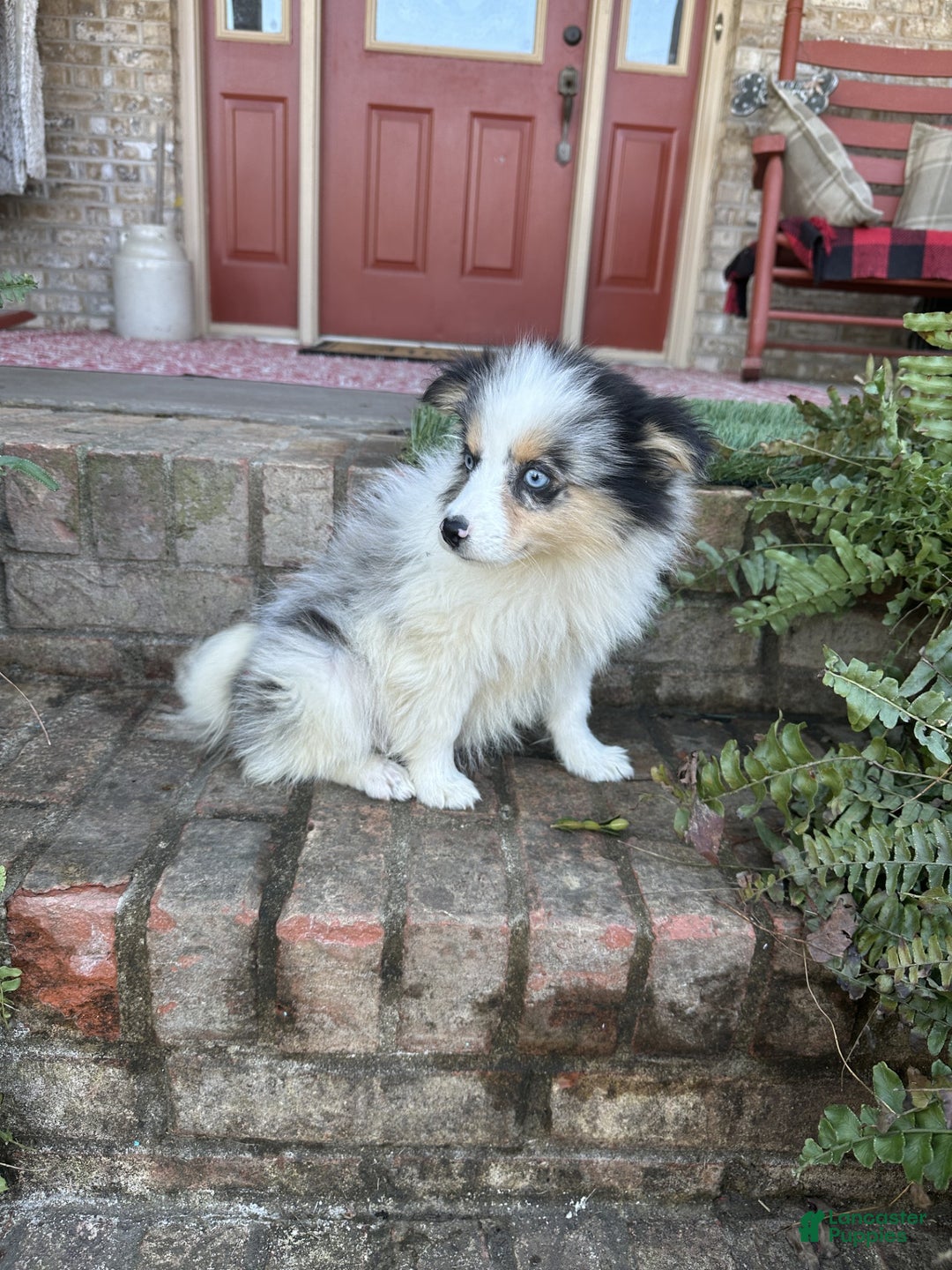 Pomsky dogs for sale: Bailey - Ad 3
