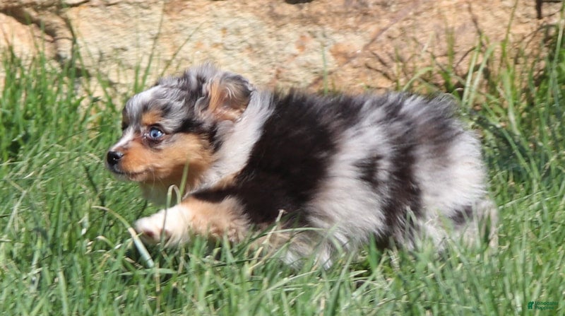 Miniature Australian Shepherd dogs Miniature Australian Shepherd Puppy 4 - Ad 37