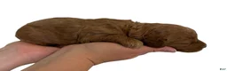 Mini Goldendoodle dogs for sale: Peach Collar  - Ad 14