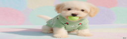 Maltipoo dogs for sale: BUDDY - Ad 2