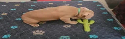 American Pit Bull Terrier dogs for sale: Pretty Boy  - Ad 3