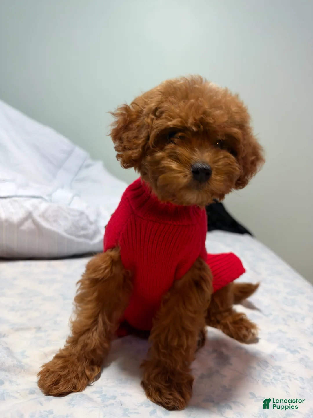 Cavapoo dogs for sale: Daisy (Cavapoo) - Ad 2