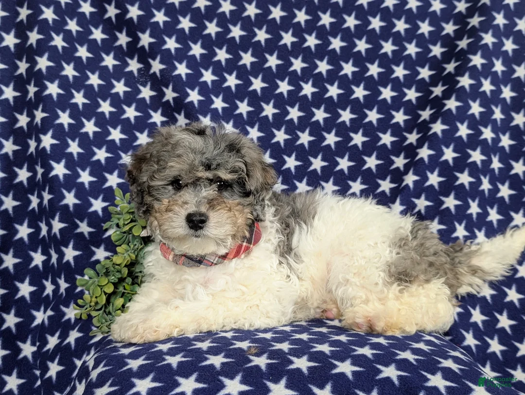 Mini Bernedoodle dogs for sale: Armondo Hypoallergenic  - Ad 7