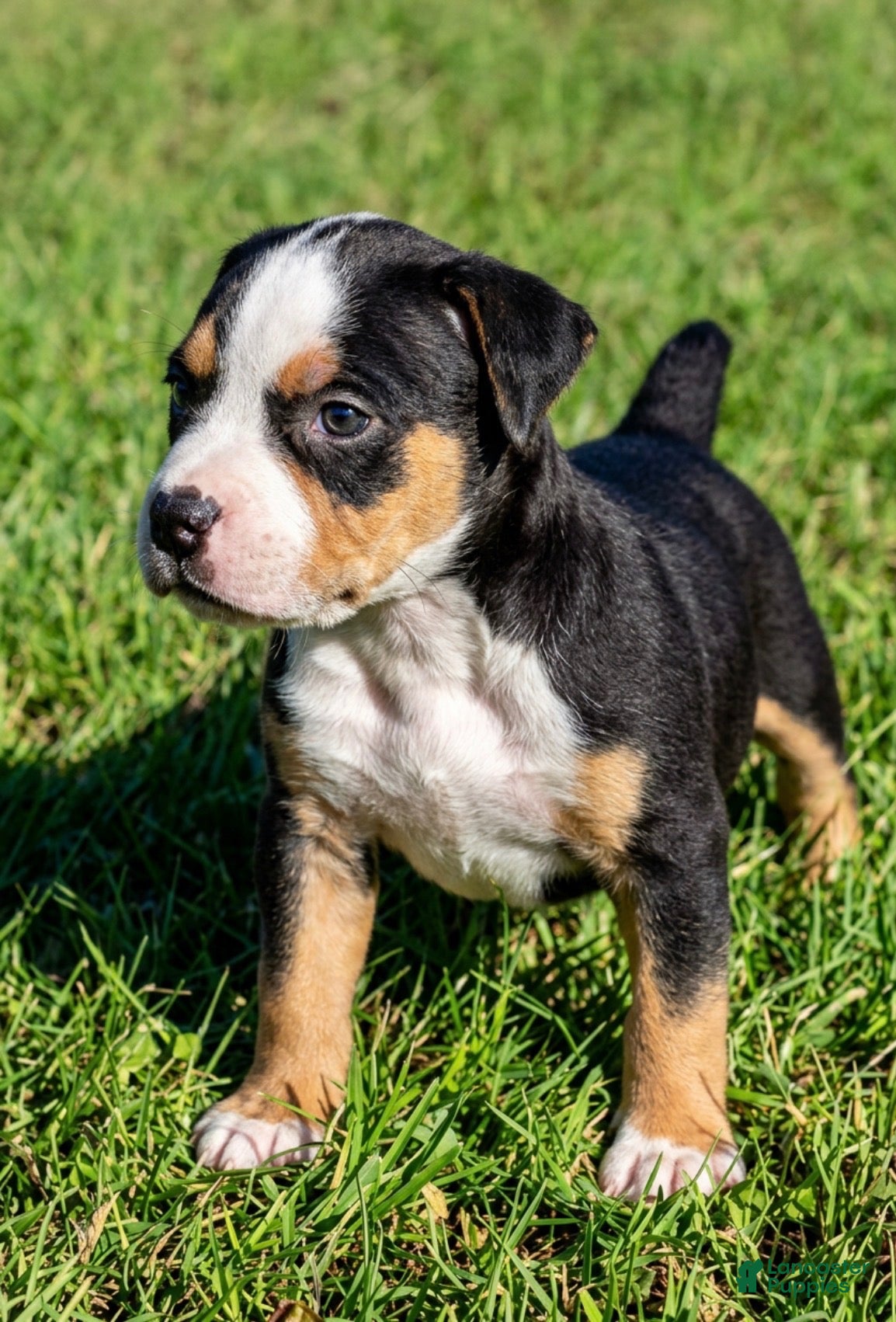 American Bully dogs American Bully 6 - Ad 2