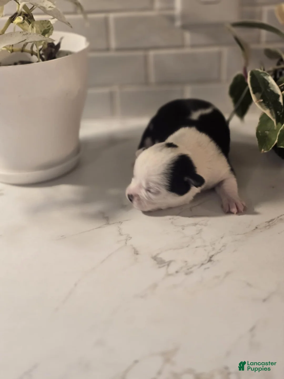 Chihuahua dogs for sale: landon - Ad 3