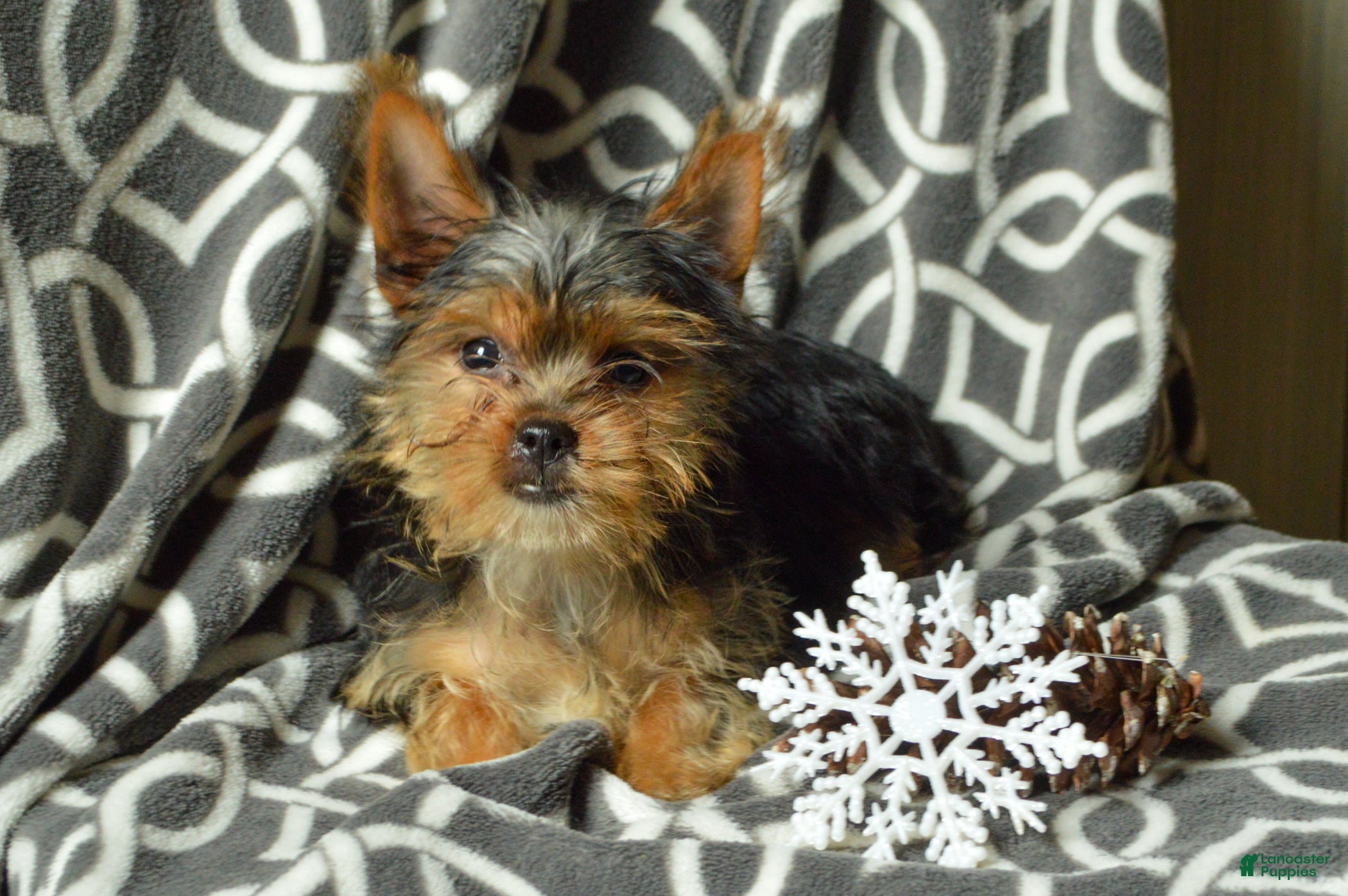 Yorkshire Terrier dogs Ava - Ad 37