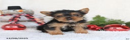 Yorkshire Terrier dogs for sale: Cookie - Ad 5
