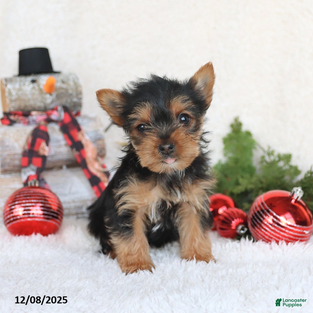 Yorkshire Terrier dogs for sale: Cookie - Ad 5
