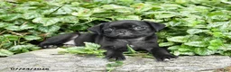 Pug dogs for sale: Dora - Ad 2