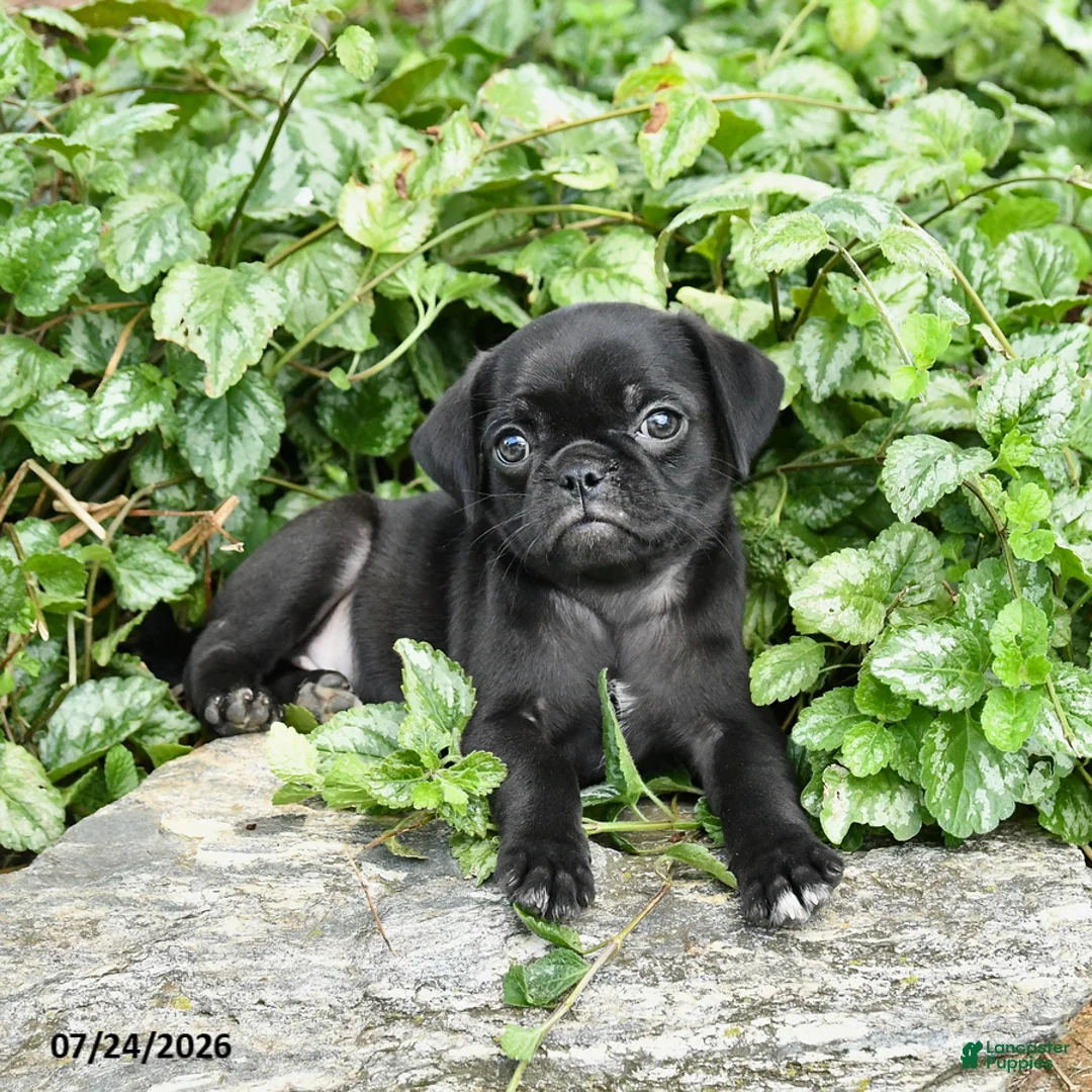 Pug dogs for sale: Dora - Ad 2