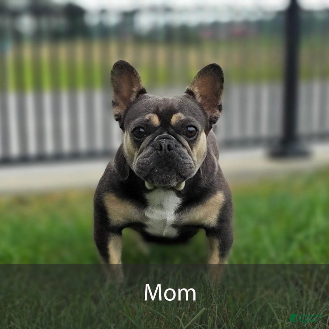 French Bulldog dogs for sale: Milo - Ad 9