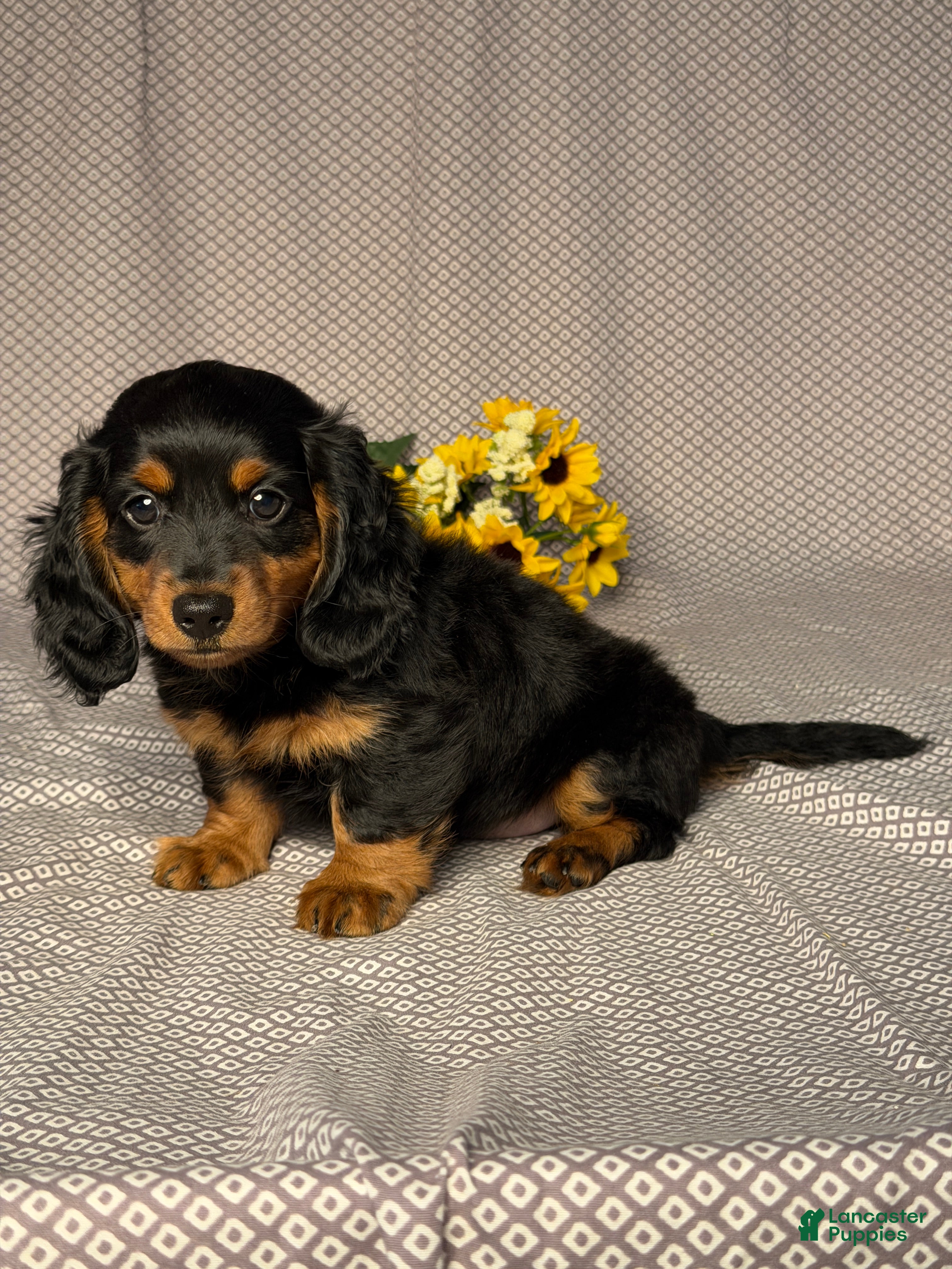Dachshund dogs Oliver - Ad 2