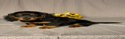 Dachshund dogs for sale: Oliver - Ad 2
