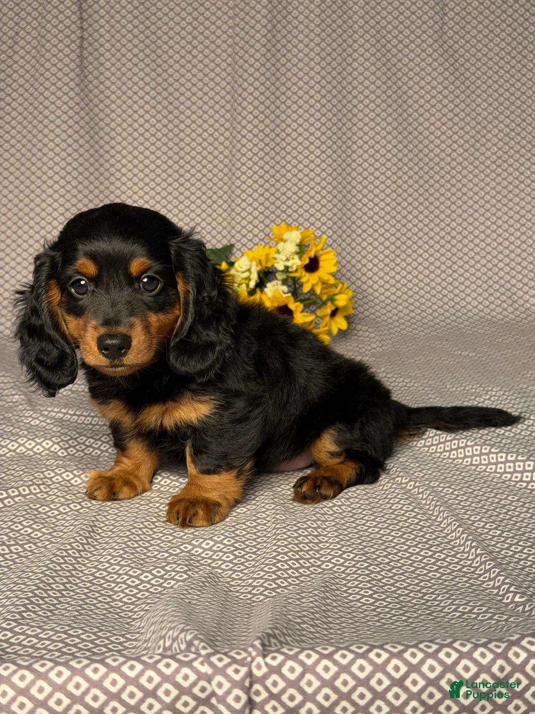 Dachshund dogs for sale: Oliver - Ad 2